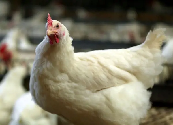 Ayam pembibit atau ayam breeder betina close up