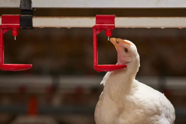 Ayam broiler atau pedaging yang sedang minum