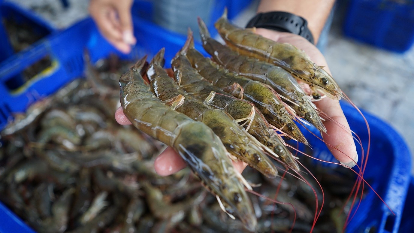 6 Manfaat Mengonsumsi Udang Bagi Kesehatan Tubuh Anda!