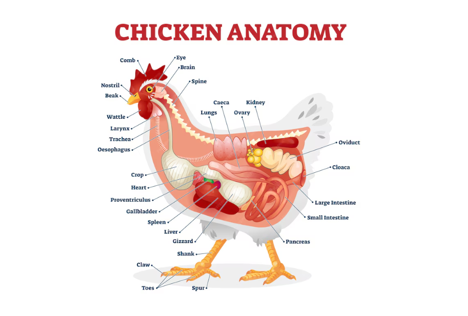 Anatomi ayam grafik (Source: freepik.com)