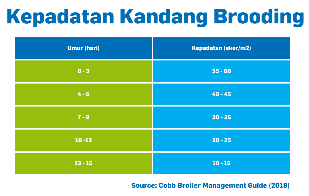 Standar kepadatan kandang ayam broiler DOC pada masa brooding atau brooder