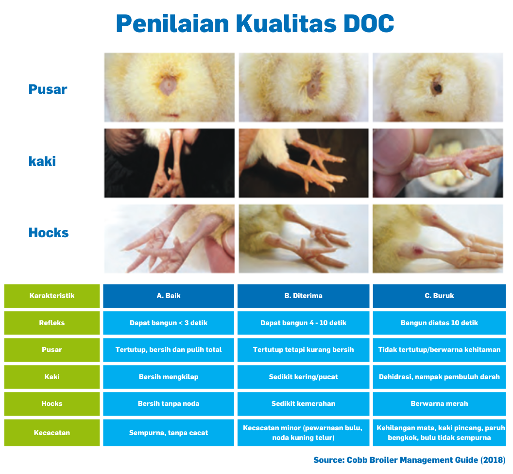 Penilaian kualitas DOC ayam broiler berdasarkan karakteristik fisik