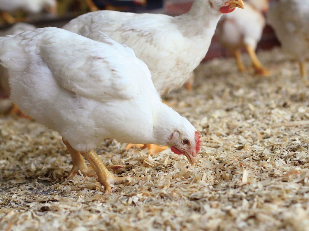 Seekor ayam pedaging (broiler) yang sedang mencari makanan diatas tumpukan sekam (litter) kandang