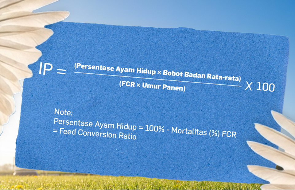 Rumus Indeks Performa dalam usaha peternakan ayam broiler