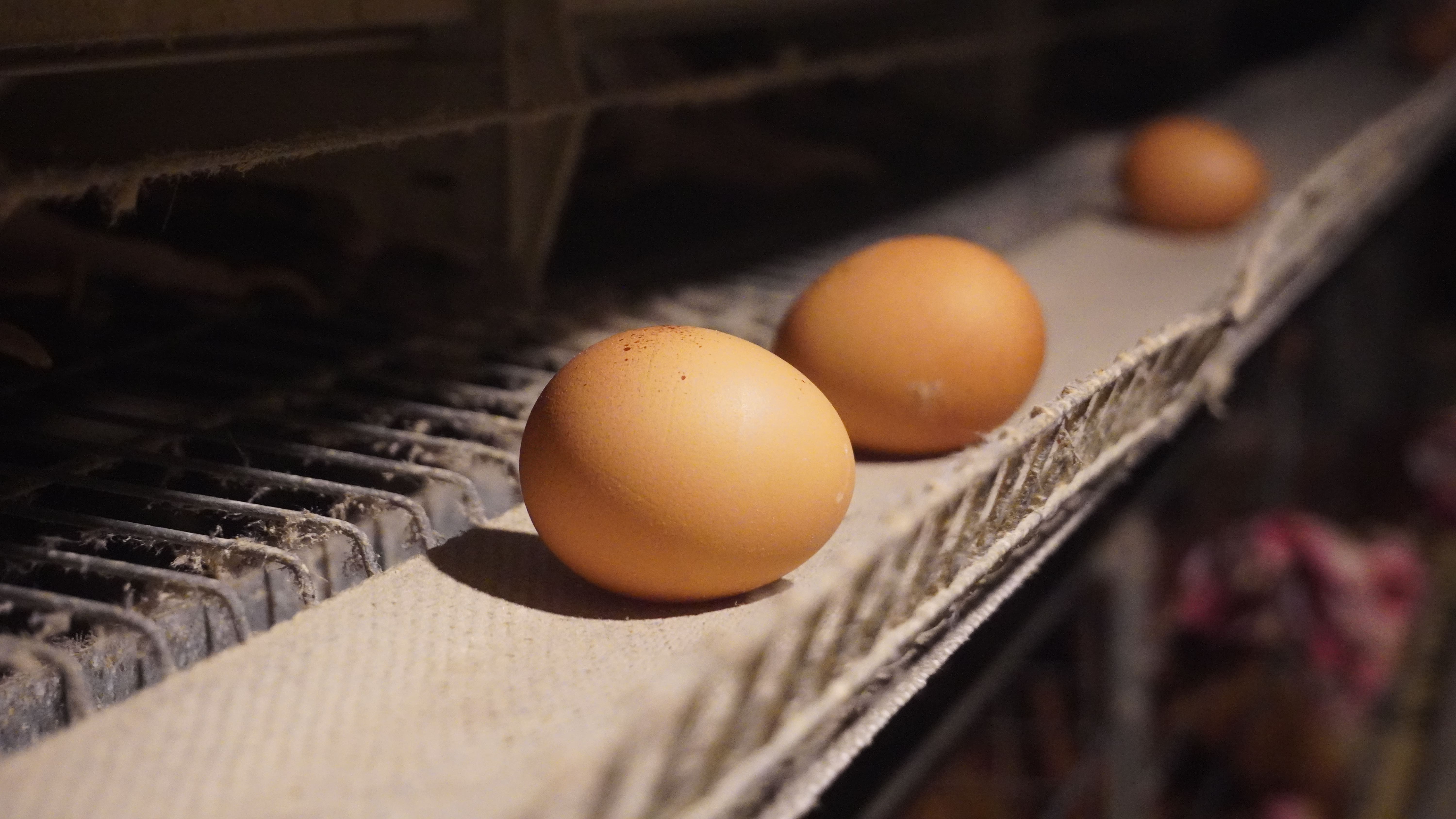 Gambar sebuah telur ayam ras atau negeri close up