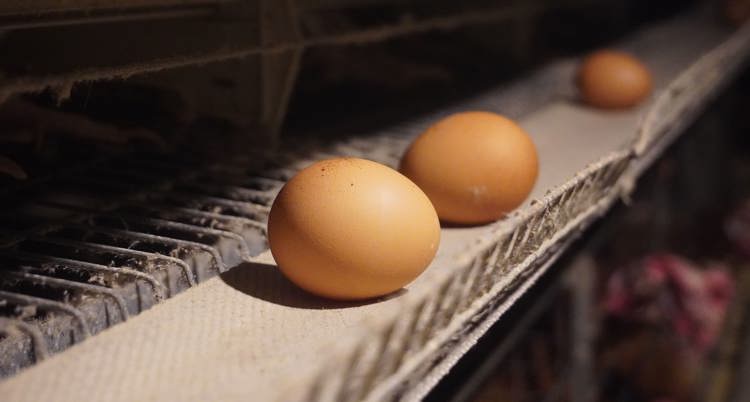 Sebutir telur ayam ras dalam kandang ayam layer closed house