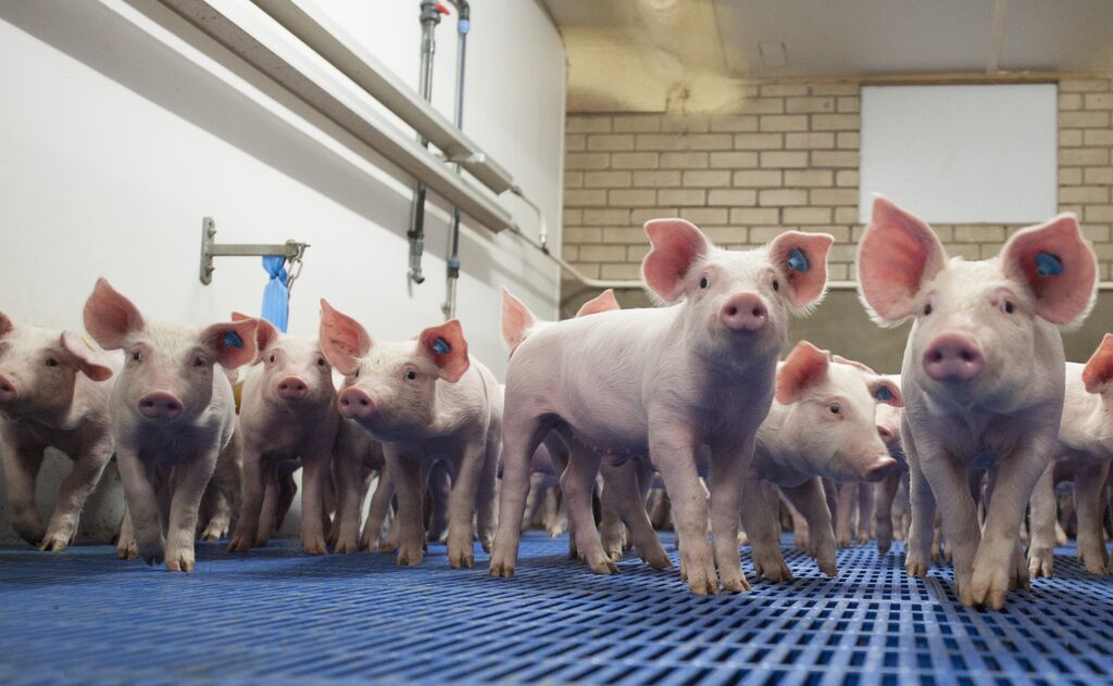 Sekumpulan anak babi yang sedang berjalan dalam sebuah kandang
