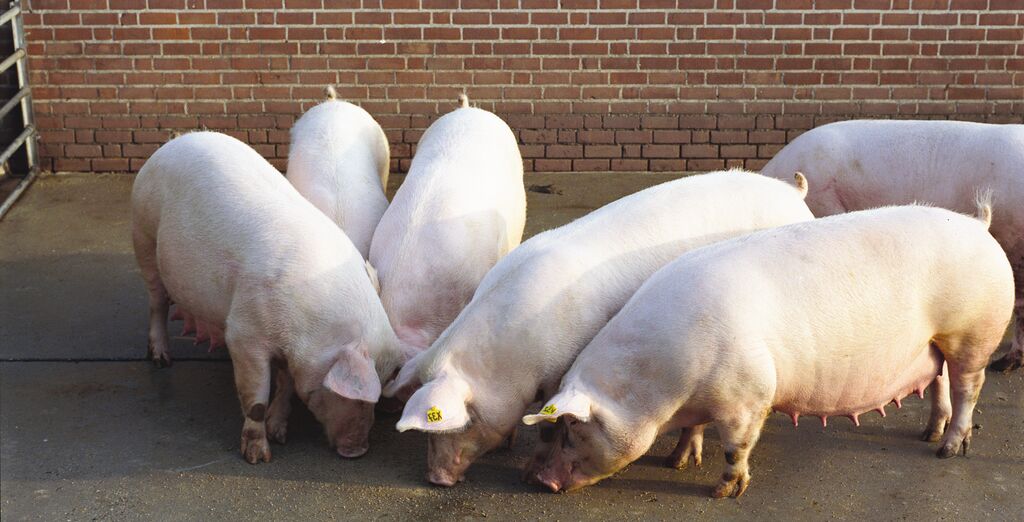 Sekumpulan induk babi betina yang sedang makan bersamaan