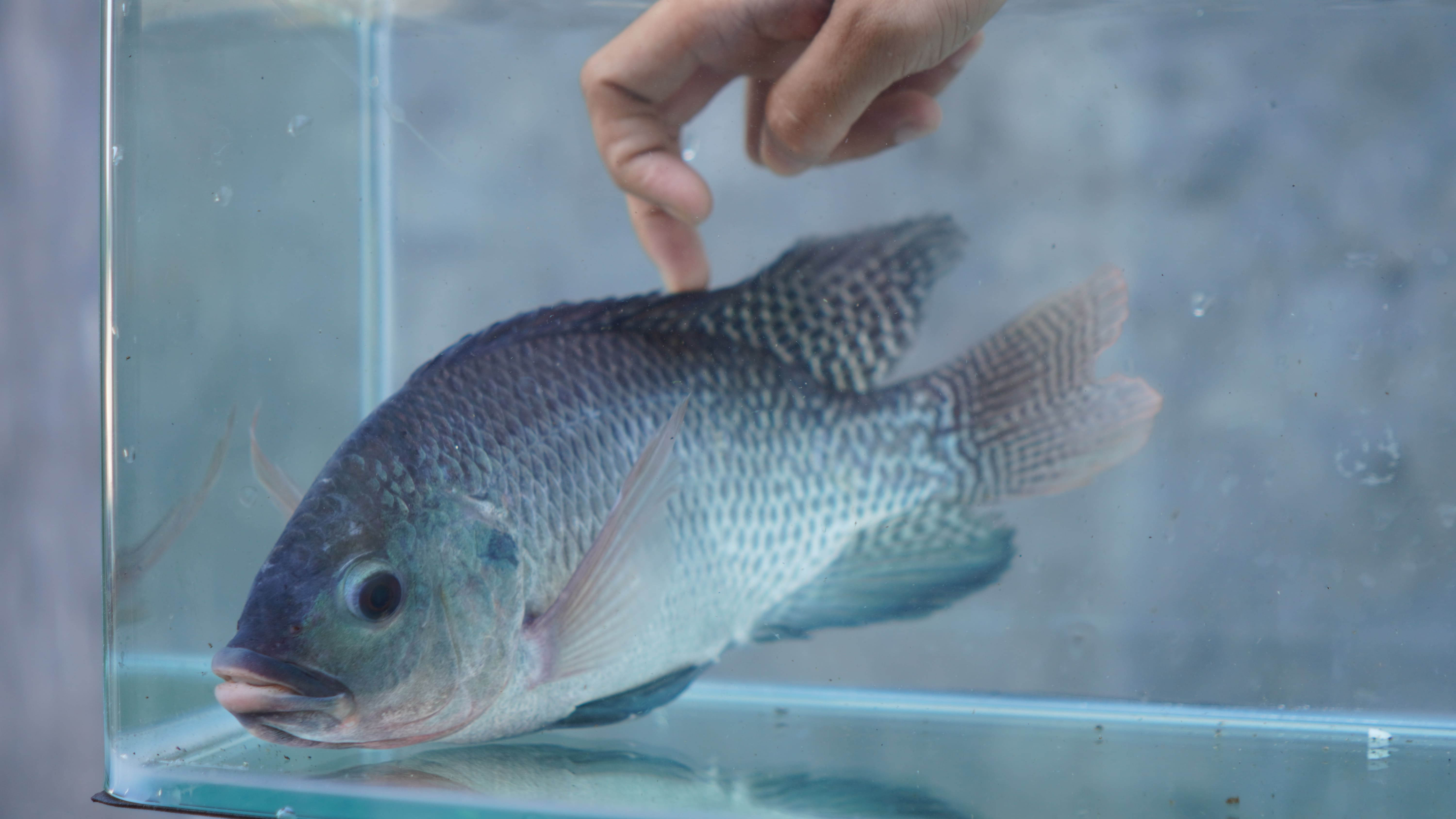 Indukan ikan nila yang sedang berenang di dalam akuarium