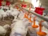 Sekumpulan ayam di dalam kandang yang sedang makan melalui feeder