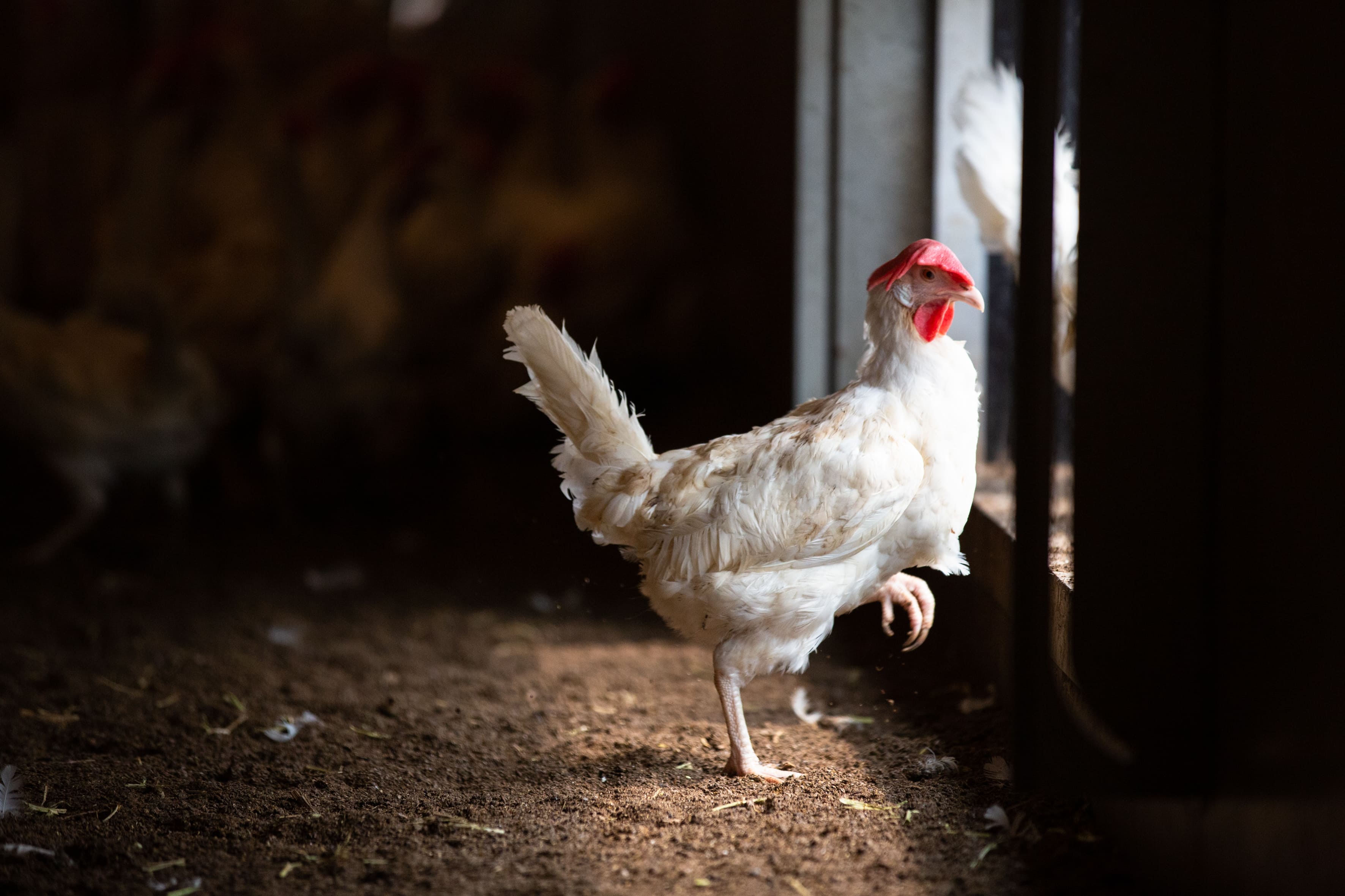 Perbedaan pencahayaan pada kandang ayam dapat memengaruhi performa pertumbuhan