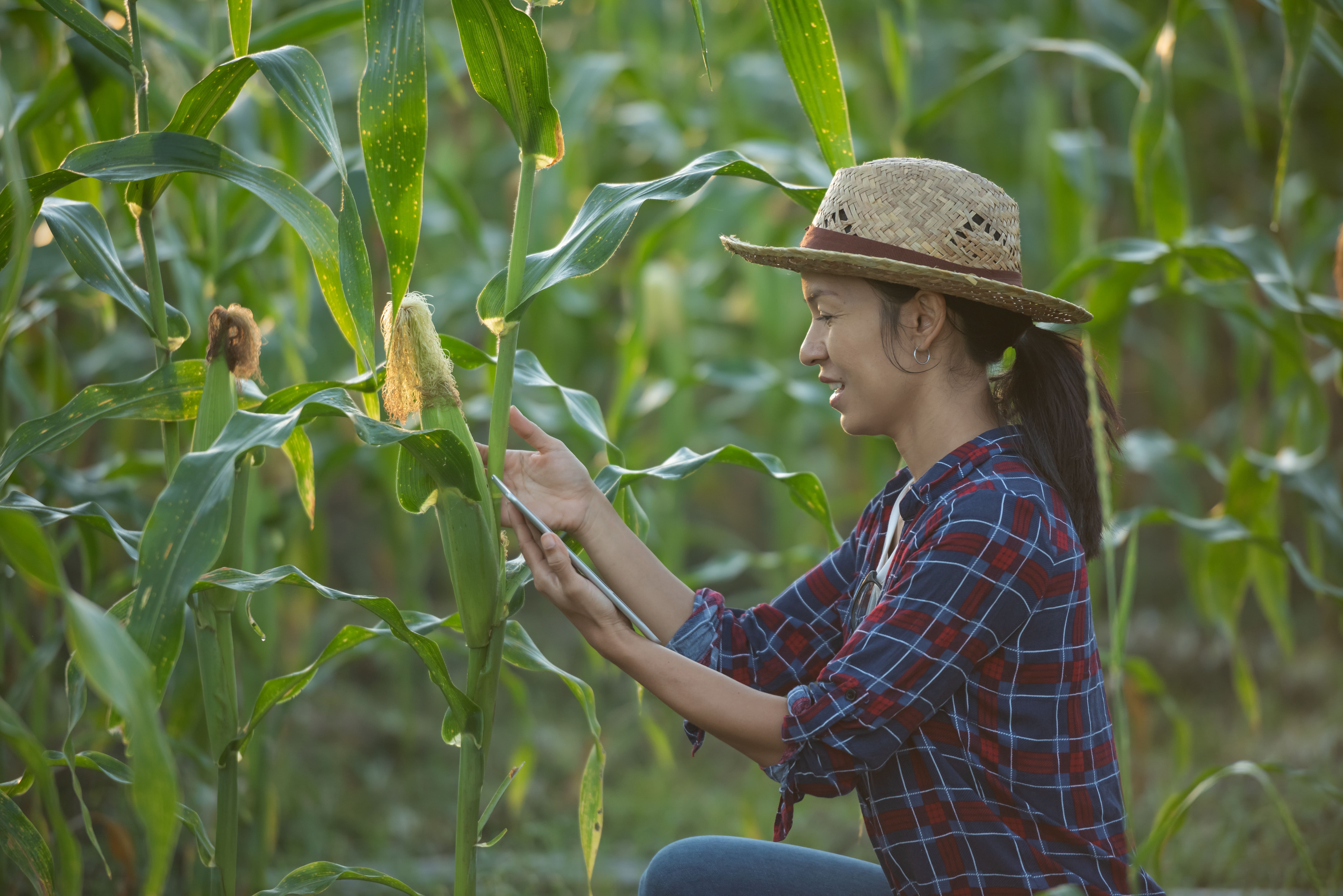 Penanaman jagung secara efisien untuk kontribusi dalam keberlanjutan